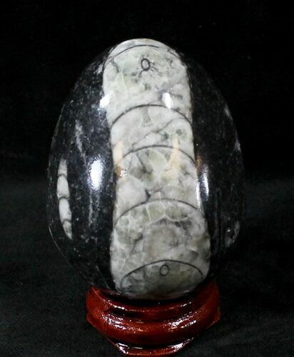 Polished Fossil Orthoceras (Cephalopod) Egg #23752